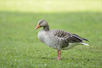 Close-up of a Greylag Goose (Anser anser) on a meadow in spring