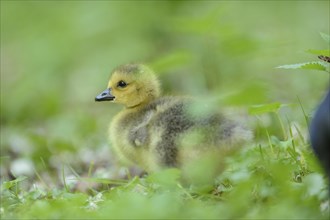 Close-up of a Canada goose (Branta canadensis) chick on a meadow in spring