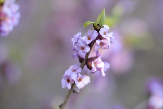 Close-up of a blooming mezereon (Daphne mezereum) branch in a forest on a sunny evening in spring
