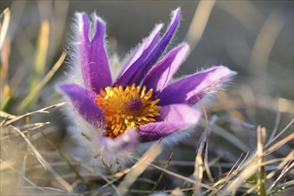 A group of Pulsatilla (Pulsatilla vulgaris) blooms in the grassland on a evening in early spring,