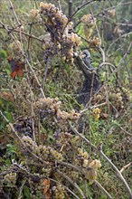 Vine, vine with overripe grapes, open vineyard, Moselle, Rhineland-Palatinate, Germany, Europe