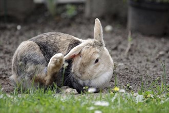 Rabbit (Oryctolagus cuniculus domestica), scratching itself, cute, A domestic rabbit in the garden