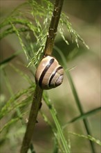 Snail on a plant, May, Germany, Europe