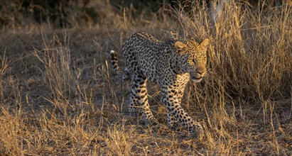 Leopard (Panthera pardus) running through dry grass, adult, in the evening light, Kruger National