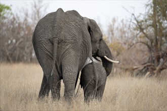 African elephant (Loxodonta africana), mother and young in dry grass, from behind, African
