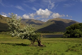 A lone tree in a green meadow with mountains in the background under a blue sky, Scotland, Great