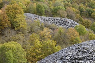 Deciduous trees with autumn leaves growing between high slate slopes, Eastern Eifel,