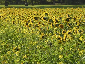 Field full of sunflowers, trees and blue sky in the background, yellow sunflower field in front of
