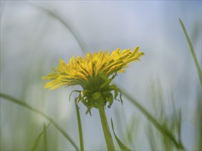 Common dandelion (Taraxacum officinale), near St. Jakob im Walde, Styria, Austria, Europe