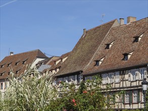 Half-timbered houses with red roof shingles and plants in the foreground under a clear blue sky,