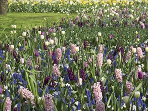 Fields of colourful tulips and hyacinths in different colours, surrounded by green grass, many