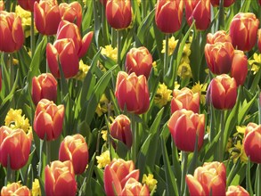 A field full of bright red tulips with some yellow flowers in between, framed by green leaves, many