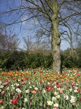 A blooming tulip field around a bare tree in a sunny garden, many colourful, blooming tulips in a