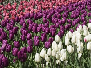 A field of flowers with rows of colourful tulips in magenta, red and white in a garden, many