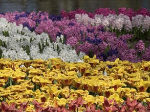 Different coloured tulips and hyacinths in a garden during spring in full bloom, many colourful,
