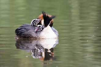 A great crested grebe (Podiceps cristatus) with two chicks on its back swimming on a calm lake,