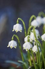 Close-up of spring snowflake (Leucojum vernum) blooming in spring, Bavaria, Germany, Europe