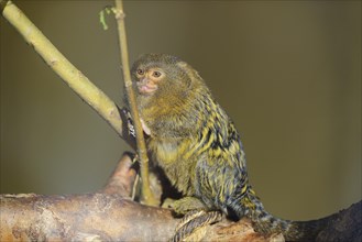 Western pygmy marmoset (Cebuella pygmaea), captive, Zoo Augsburg, Germany, Europe