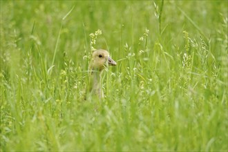 Greylag goose gosling in a meadow, May, Saxony, Germany, Europe