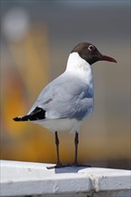 Black-headed Black-headed Gull (Larus ridibundus) in breeding plumage standing on a railing in the