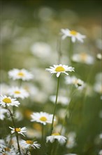 Close-up of a flower meadow with ox-eye daisy (Leucanthemum vulgare) blossoms in early summer