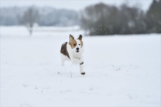 Close-up of a Kooikerhondje dog in the snow in winter
