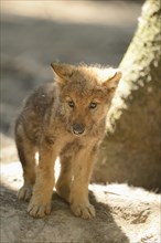 Close-up of a gray wolf (Canis lupus) puppy in a forest, captive, Bavaria, Germany, Europe