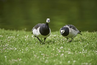Close-up of barnacle goose (Branta leucopsis) on a meadow in spring
