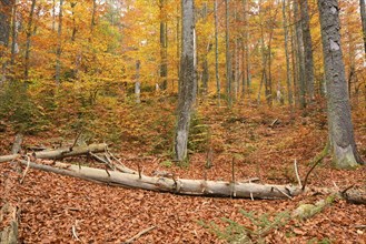Landscape of a European beech or common beech (Fagus sylvatica) forest in autumn in the bavarian