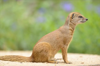 Close-up of a yellow mongoose (Cynictis penicillata) in spring