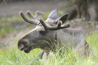Close-up of a Eurasian elk (Alces alces) male in a forest in early summer, Bavarian Forest National