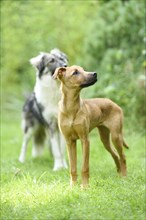 Close-up of a mixed-breed dog in a meadow in summer