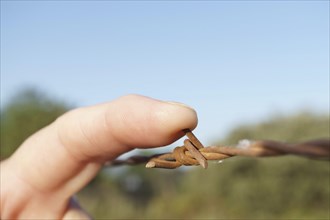 Close-up of a woman's finger stabbing herself with rusty barbed wire