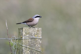 Red-backed shrike (Lanius collurio), Emsland, Lower Saxony, Germany, Europe