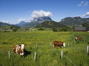 Cows grazing in a meadow, Ennstal, behind the Grimming, near Aigen im Ennstal, Styria, Austria,