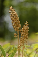 Close-up of Bird's-nest Orchid (Neottia nidus-avis) blossoms in a forest in spring, Upper