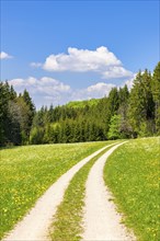 Path through spring meadow, common dandelion (Taraxacum officinale), forest, blue cloudy sky,