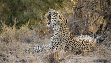 Leopard (Panthera pardus), yawning, lying in dry grass, adult, Kruger National Park, South Africa,