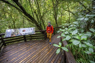 Young man on wooden path with information signs, in dense forest, Graskop Gorge or Graskopkloof,