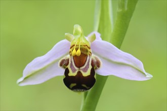 Bee orchid (Ophrys apivera), single flower, close-up of the flower, showing pollen-laden anthers