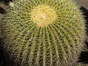 Close-up of a spiky, round cactus with yellow-green colouring, the island of Tenerife in Spain with