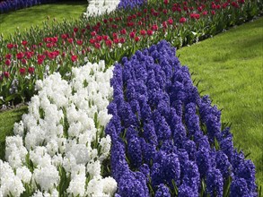 Multicoloured flower beds in the park with white, blue and red flower-bed on a green lawn, many