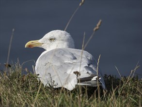 Seagull resting on a grassy area on the coast with calm sea in the background, Heligoland, Germany,