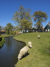 Sheep grazing along a canal in front of traditional houses under a clear blue sky, Enkhuizen,