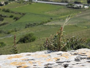 Close-up of plants growing on a rock with green vegetation in the background and a blue sky above,
