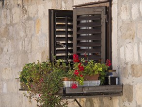 Open shutters with flower pots and green foliage in front of a stone wall, the old town of