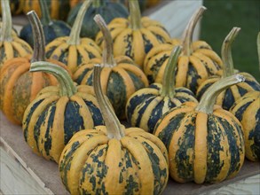 Several yellow-orange striped pumpkins on a wooden surface, many colourful pumpkins for decoration