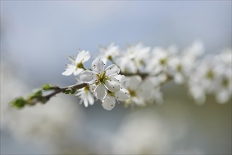 Blackthorn (Prunus spinosa) Blossoms in spring, Bavaria, Germany, Europe