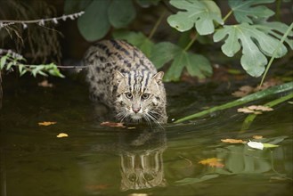 Close-up of a fishing cat (Prionailurus viverrinus) at the shore of a lake, captive