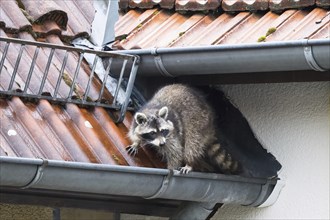 A raccoon (Procyon lotor) sits on a gutter and looks cautiously, Hesse, Germany, Europe